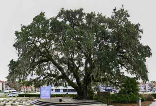 Liberty Oak